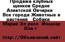 Продажа клубных щенков Средне Азиатской Овчарки - Все города Животные и растения » Собаки   . Марий Эл респ.,Йошкар-Ола г.